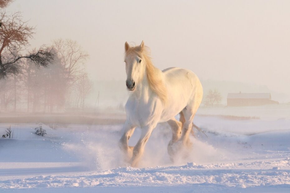 white horse, winter, snow, december, snowfall, nature, horse, equine, wonderland, galopping, animal, horse wallpaper, horse, horse, horse, horse, horse